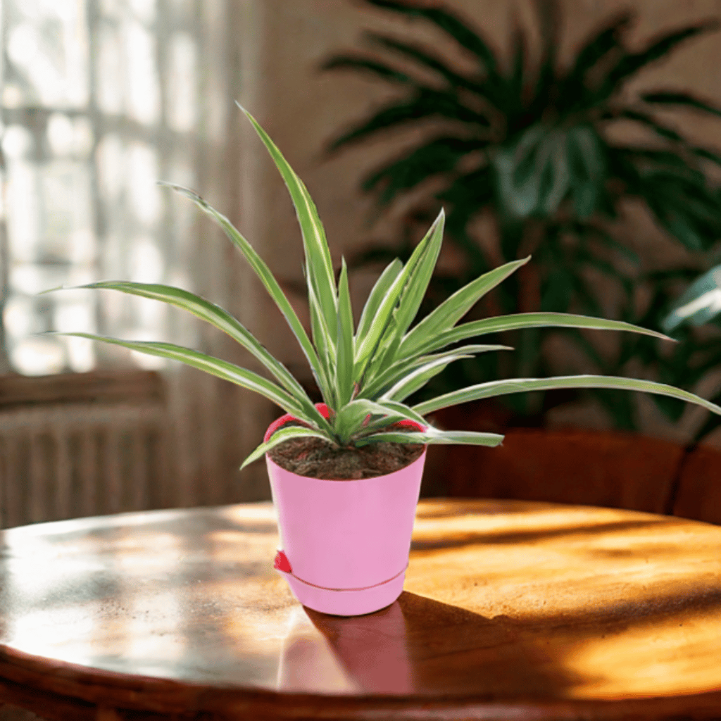 Spider in 4 Inch Pink Florence Self Watering Pot