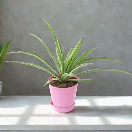 Spider in 4 Inch Pink Florence Self Watering Pot