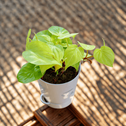 Oxycardium Golden in 4 Inch White Florence Self Watering Pot