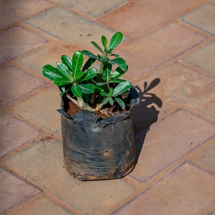 Buy Adenium Bonsai in 4 Inch Nursery Bag Online | Urvann.com