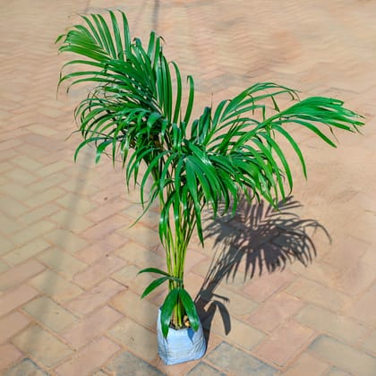 Buy Areca Palm in 6 Inch Nursery Bag Online | Urvann.com