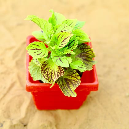 Buy Coleus (Any Colour) (Any Design) in 4 Inch Red Premium Orchid Square Plastic Pot Online | Urvann.com