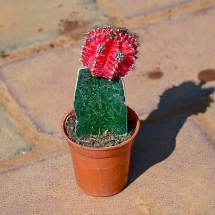 Buy Red Moon Cactus in 4 Inch Nursery Pot Online | Urvann.com