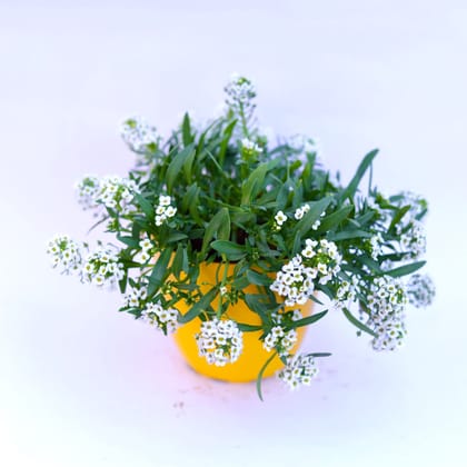 Buy Alyssum White in 4 Inch Yellow Premium Orchid Round Plastic Pot Online | Urvann.com