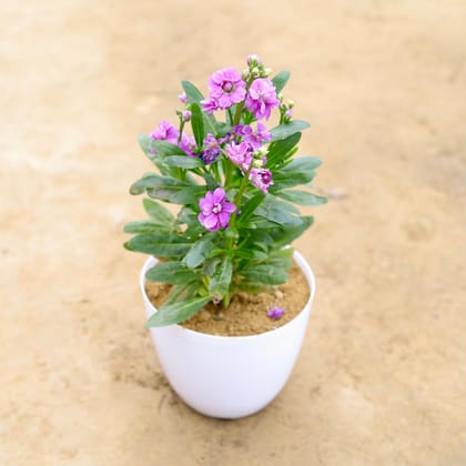 Buy Stock (any colour) in 6 Inch White Premium Orchid Round Plastic Pot Online | Urvann.com