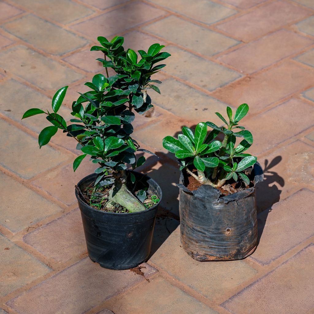 Ficus Bonsai Adenium in 4 Inch Nursery Bag