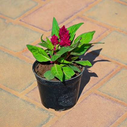 Buy Celosia / Cockscomb (Any Colour) in 4 Inch Nursery Pot Online | Urvann.com