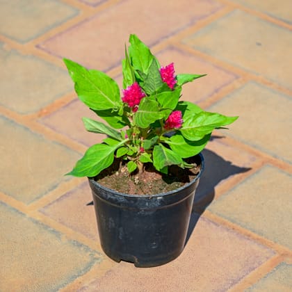 Buy Celosia / Cockscomb (Any Colour) in 4 Inch Nursery Pot Online | Urvann.com