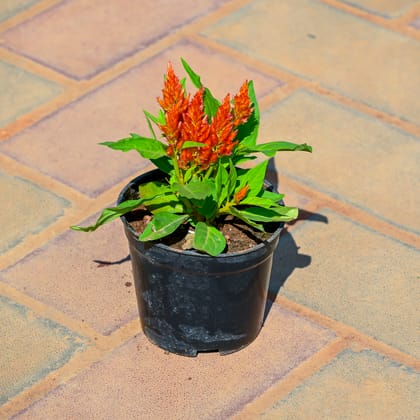 Buy Celosia / Cockscomb (Any Colour) in 4 Inch Nursery Pot Online | Urvann.com