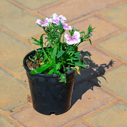 Buy Dianthus (Any Colour) in 4 Inch Nursery Pot Online | Urvann.com