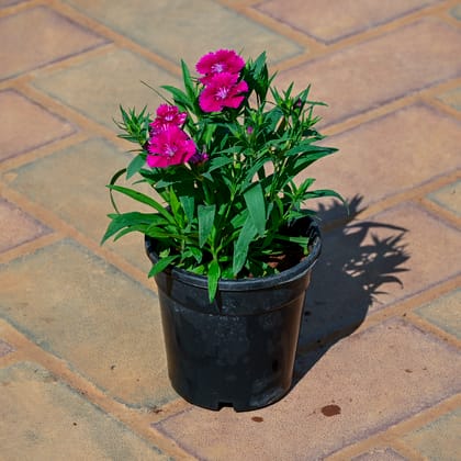 Buy Dianthus (Any Colour) in 4 Inch Nursery Pot Online | Urvann.com