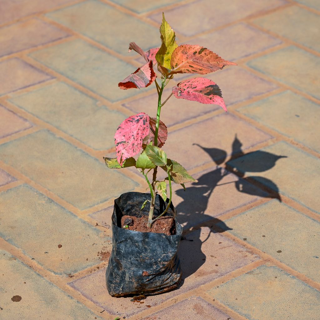 Acalypha in 3 Inch Nursery Bag