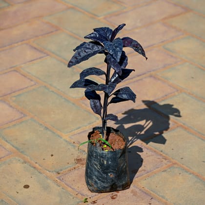 Buy Acalypha Black in 3 Inch Nursery Bag Online | Urvann.com