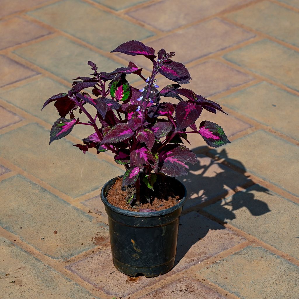 Coleus in 4 Inch Nursery Pot