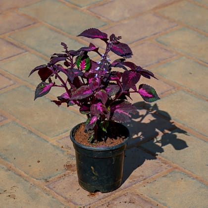 Buy Coleus in 4 Inch Nursery Pot Online | Urvann.com