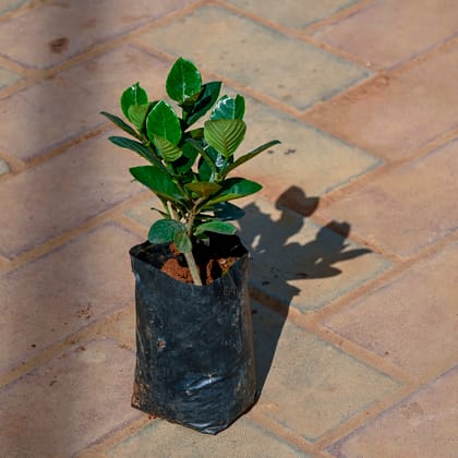 Buy Gardenia in 4 Inch Nursery Bag Online | Urvann.com