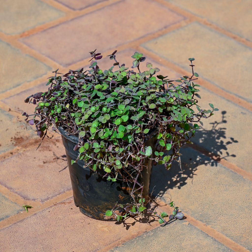 Black Wine in 5 Inch Nursery Pot