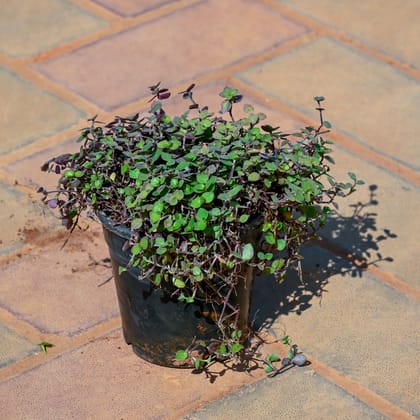 Buy Black Wine in 5 Inch Nursery Pot Online | Urvann.com