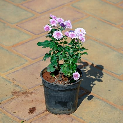 Buy Chrysanthemum / Shevanti / Guldawari in 4 Inch Nursery Pot Online | Urvann.com