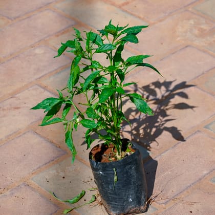 Buy Chilli / Mirchi Plant in 4 Inch Nursery Bag Online | Urvann.com