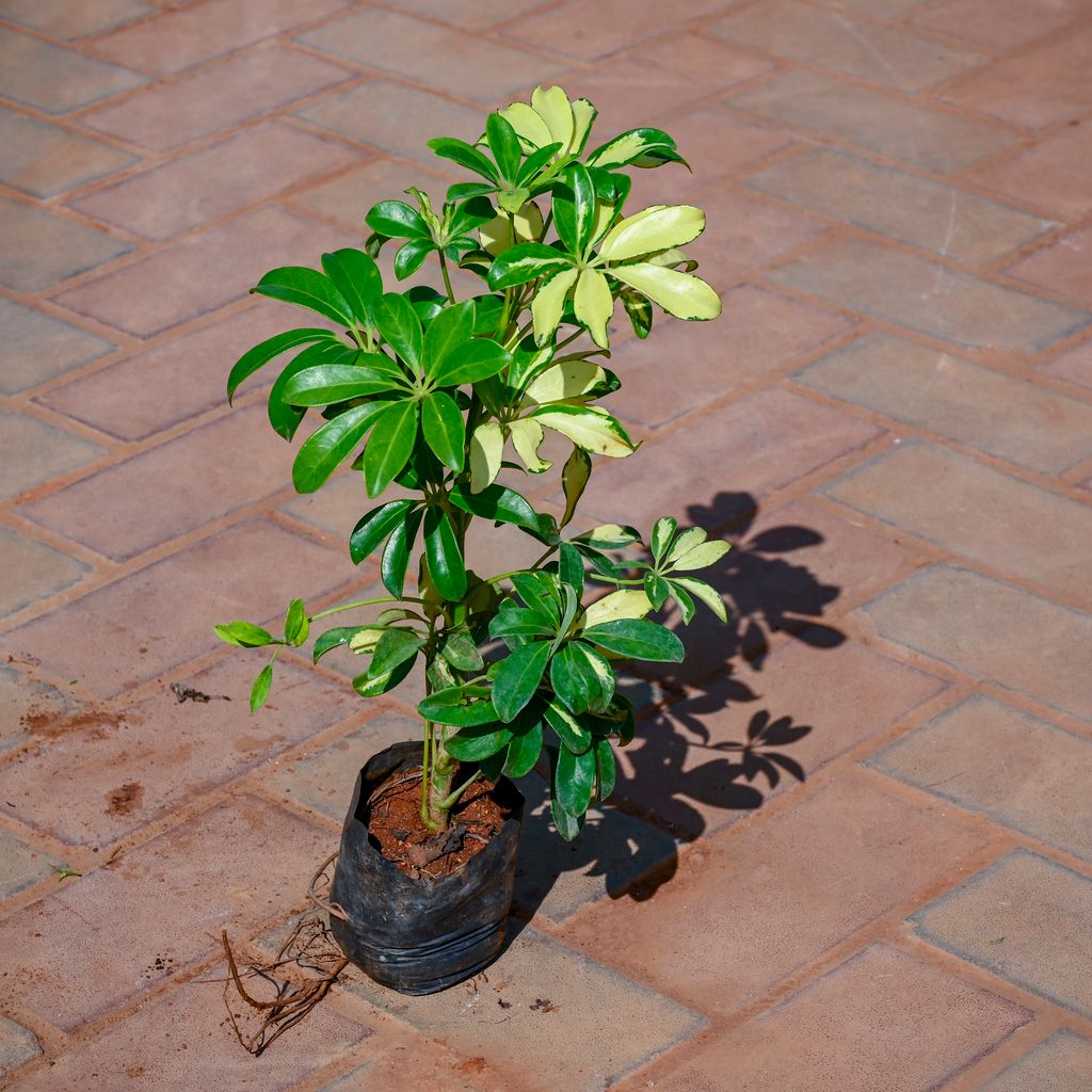 Umbrella Palm in 4 Inch Nursery Bag