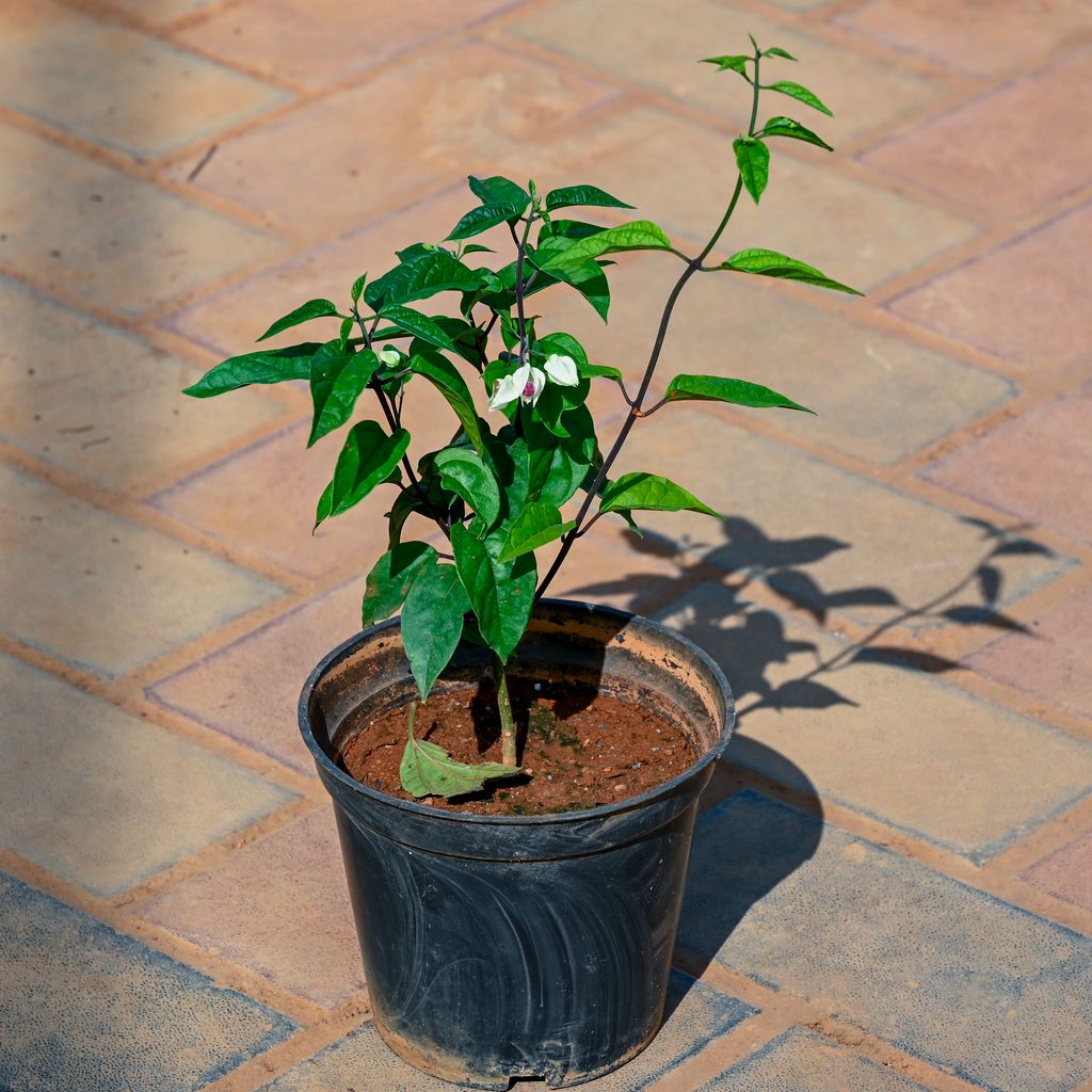 Bleeding Heart in 5 Inch Nursery Pot