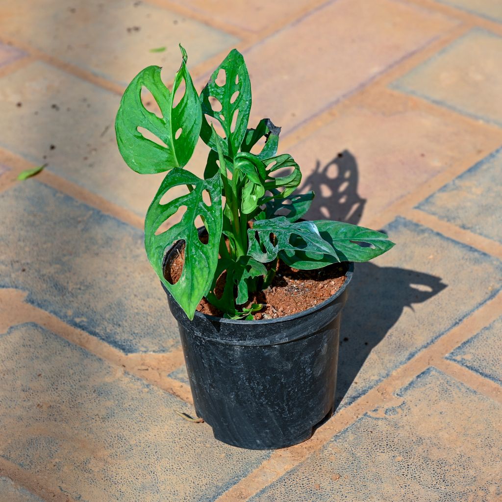 Monstera Broken Heart in 4 Inch Nursery Pot