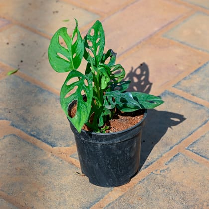 Buy Monstera Broken Heart in 4 Inch Nursery Pot Online | Urvann.com