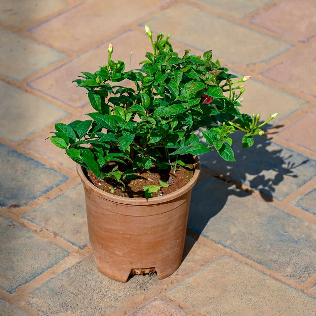 Madhumalti in 5 Inch Nursery Pot