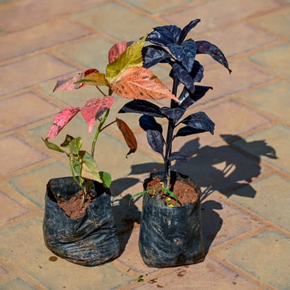 Buy Set Of 2 - Acalypha (Black & Pink) in 3 Inch Nursery Bag Online | Urvann.com