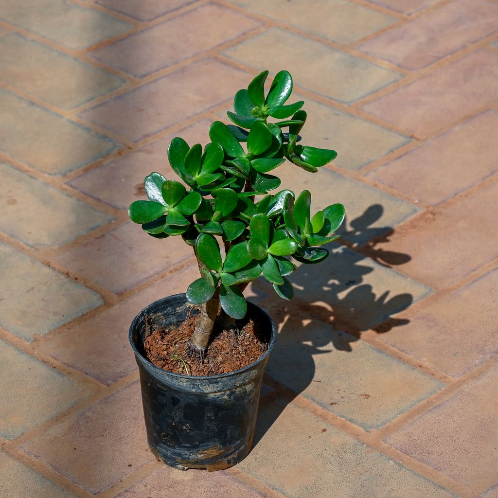 Crassula in 5 Inch Nursery Pot