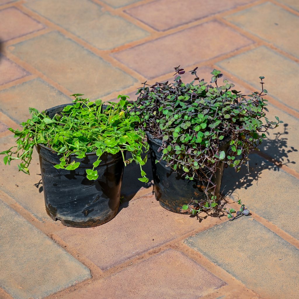 Set Of 2 - (Black Vine, Turtle Vine) in 5 Inch Nursery Pot