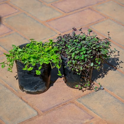 Buy Set Of 2 - (Black Vine, Turtle Vine) in 5 Inch Nursery Pot Online | Urvann.com