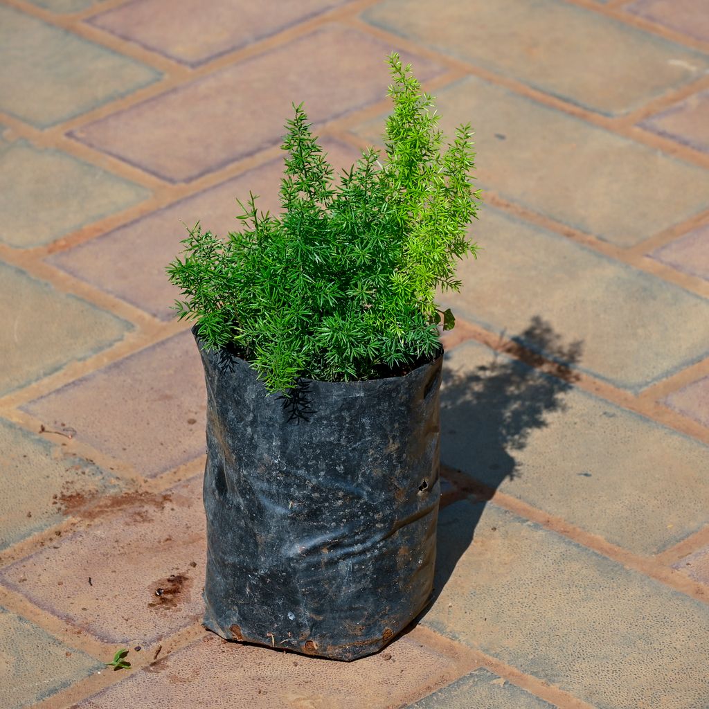 Asparagus Mary in 5 Inch Nursery Bag