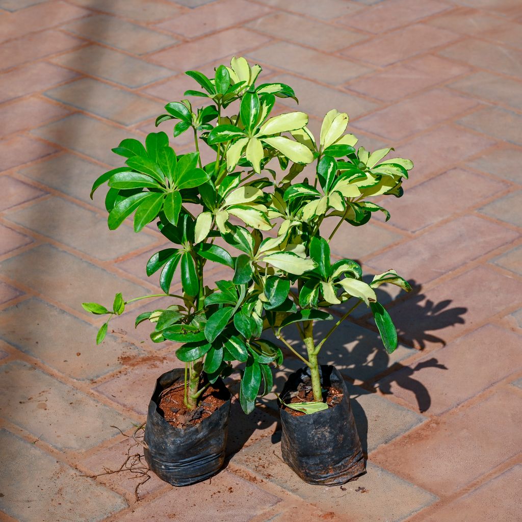 Set Of 2 - Umbrella Palm in 4 Inch Nursery Bag