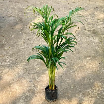 Areca Palm (~ 3 Ft) in 6 Inch Nursery bag