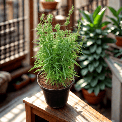 Rosemary Bushy in 5 Inch Nursery Pot