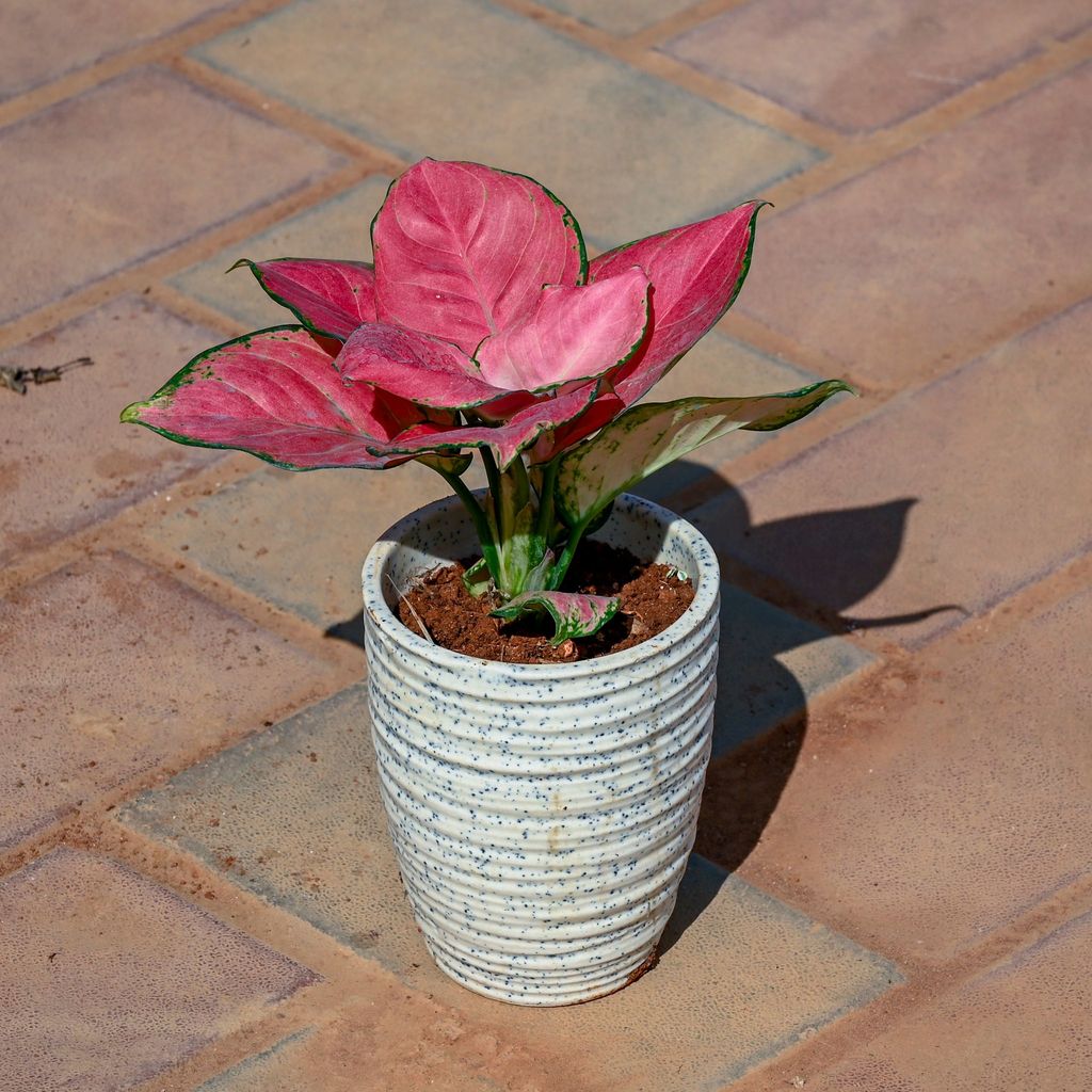 Aglaonema Pink in 5 Inch Ring Designer Ceramic Pot (Any Colour & Design)