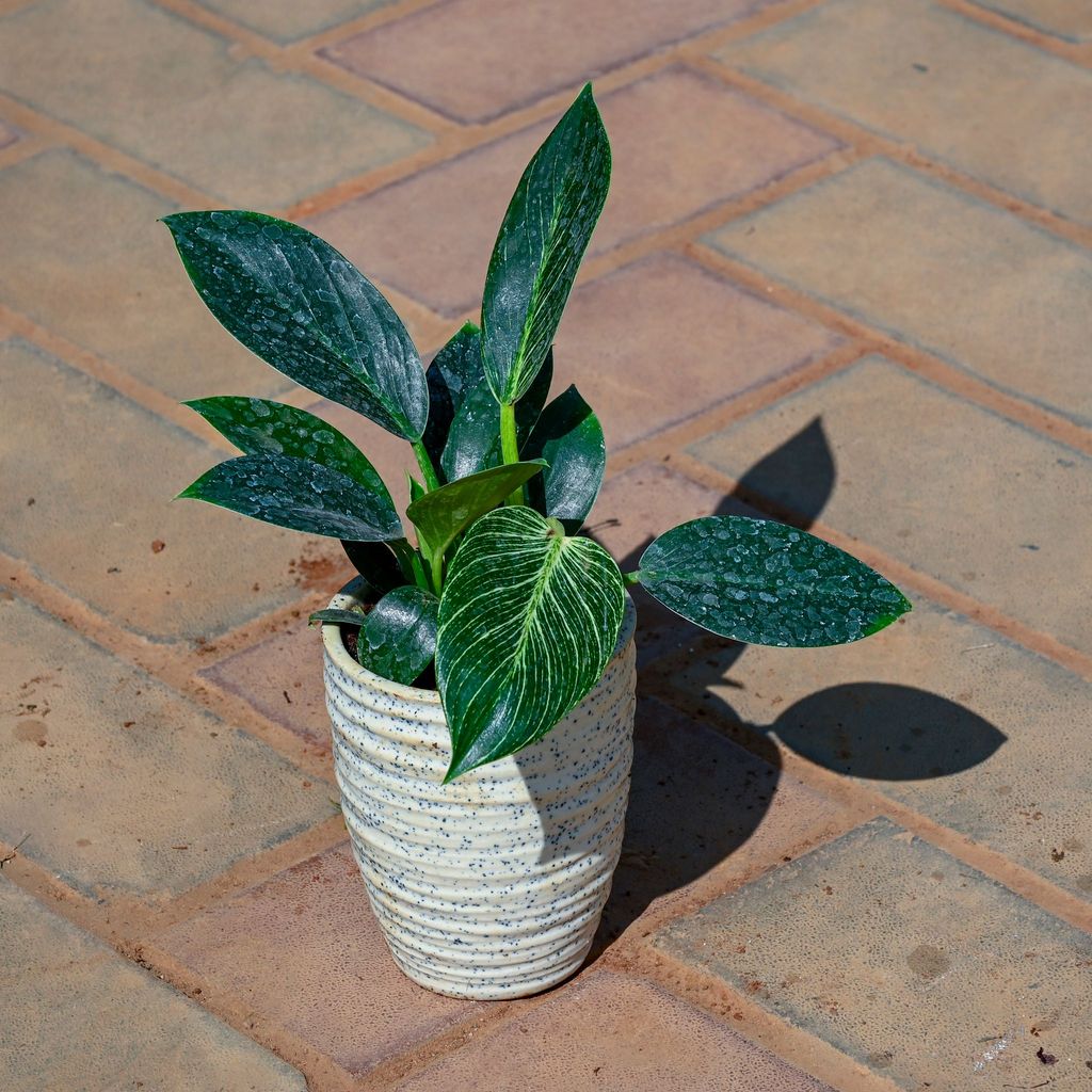 Philodendron Birkin in 5 Inch Ring Designer Ceramic Pot (Any Colour & Design)