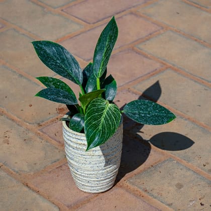 Buy Philodendron Birkin in 5 Inch Ring Designer Ceramic Pot (Any Colour & Design) Online | Urvann.com