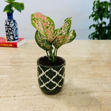 Premium Pink Aglaonema in Beautiful Ceramics Pots - 50 pcs.