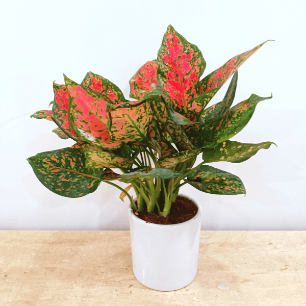 Premium Pink Aglaonema in Beautiful Ceramics Pots - 50 pcs.