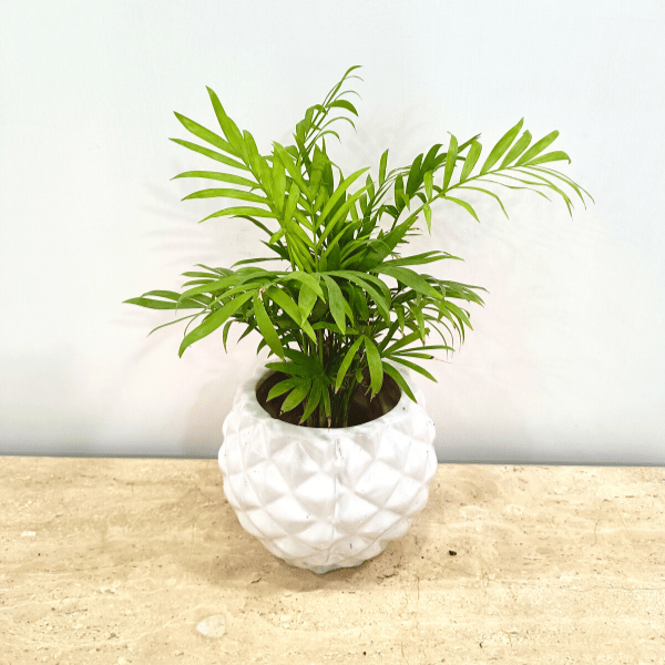 Table Palm In Classy Ceramics -  50 pcs.