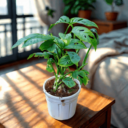 Monstera Broken Heart in 4 Inch Nursery Pot