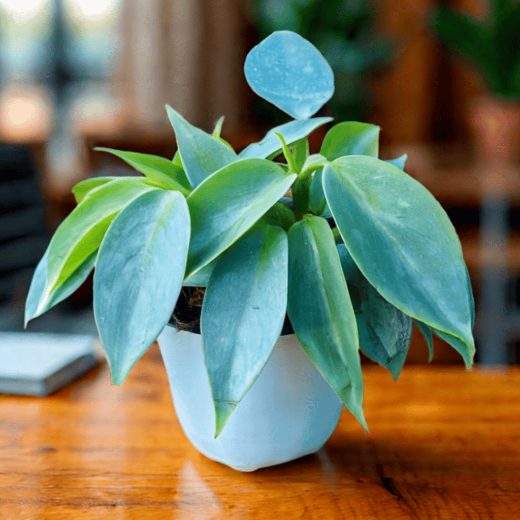 Philodendron Silver Princess in 4 inch Nursery Pot