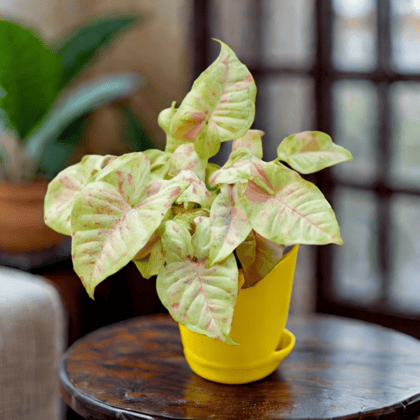 Rare Syngonium Pink Spot / Candyfloss in 4 Inch Yellow Florence Self Watering Pot