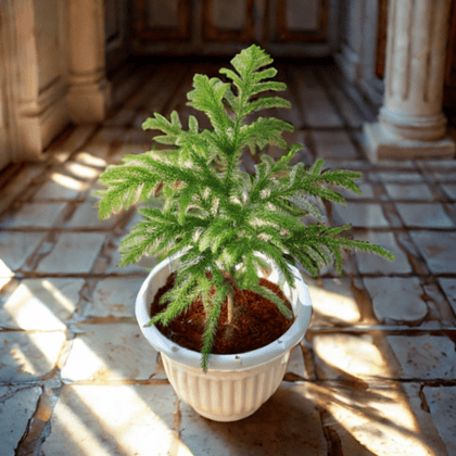 Araucaria / Christmas Tree (~ 1 Ft) in 8 Inch White Olive Plastic Pot