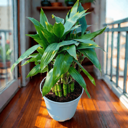 Exotic - Soil Lucky Bamboo 3 Layer in 4 Inch Nursery Pot