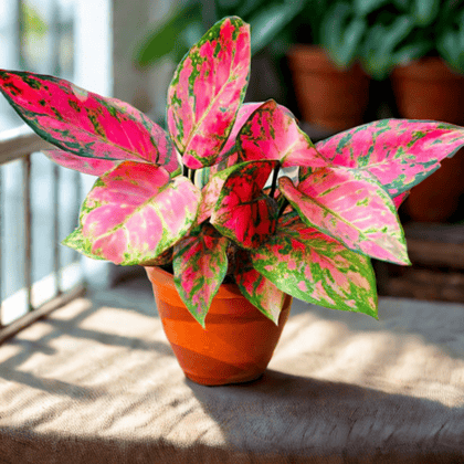 Christmas Special - Aglaonema Red Dalmation / Red Beauty Bushy in 4 Inch Nursery Pot