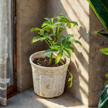 Schefflera Variegated in 4 inch Nursery Pot